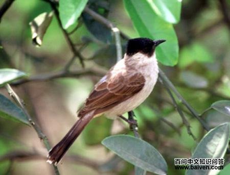 �׺�������