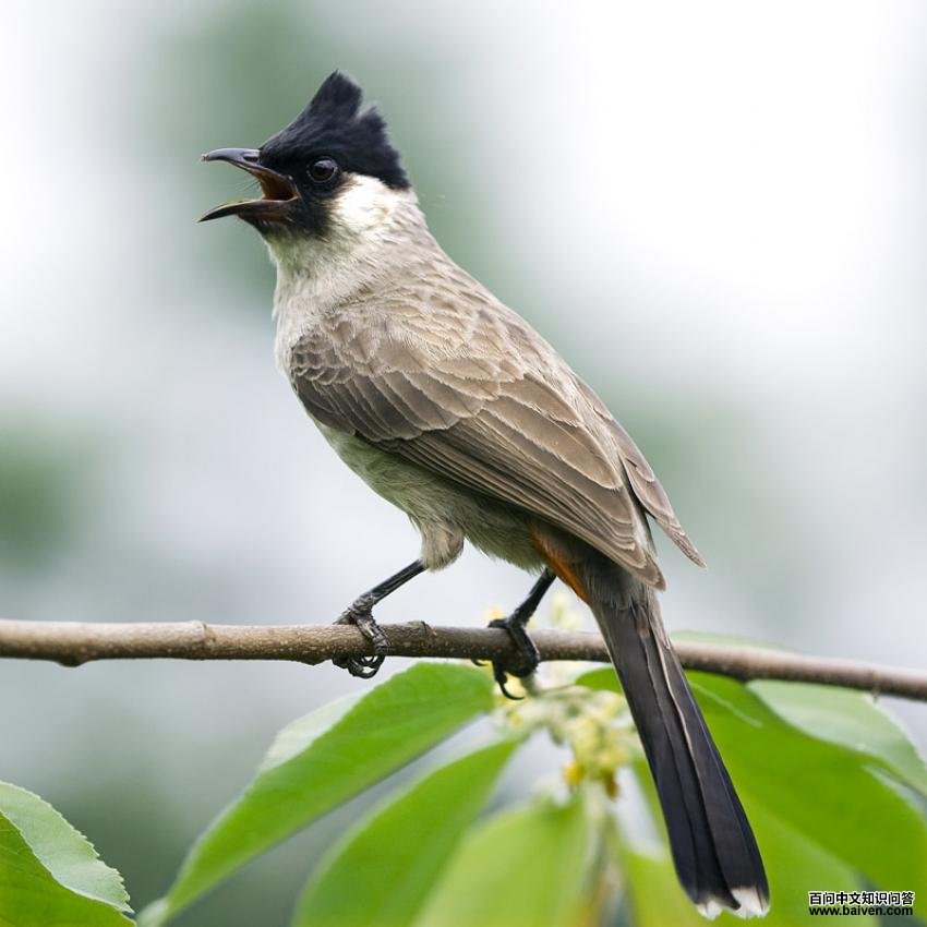 �׺�������