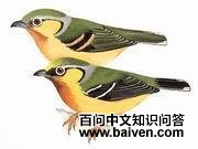 栗喉鵙鹛 栗喉鵙鹛的图片