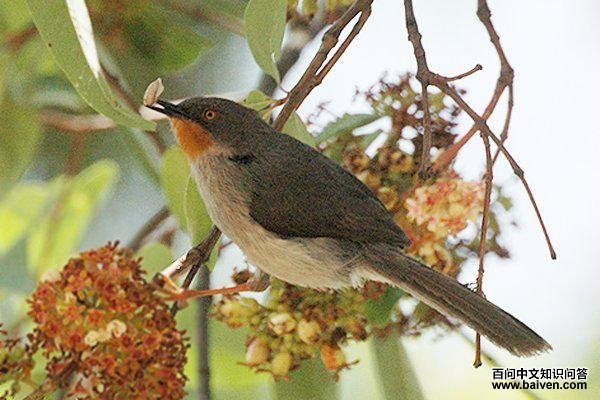 栗喉娇莺 栗喉娇莺的图片