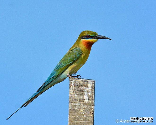 栗喉蜂虎 栗喉蜂虎的图片