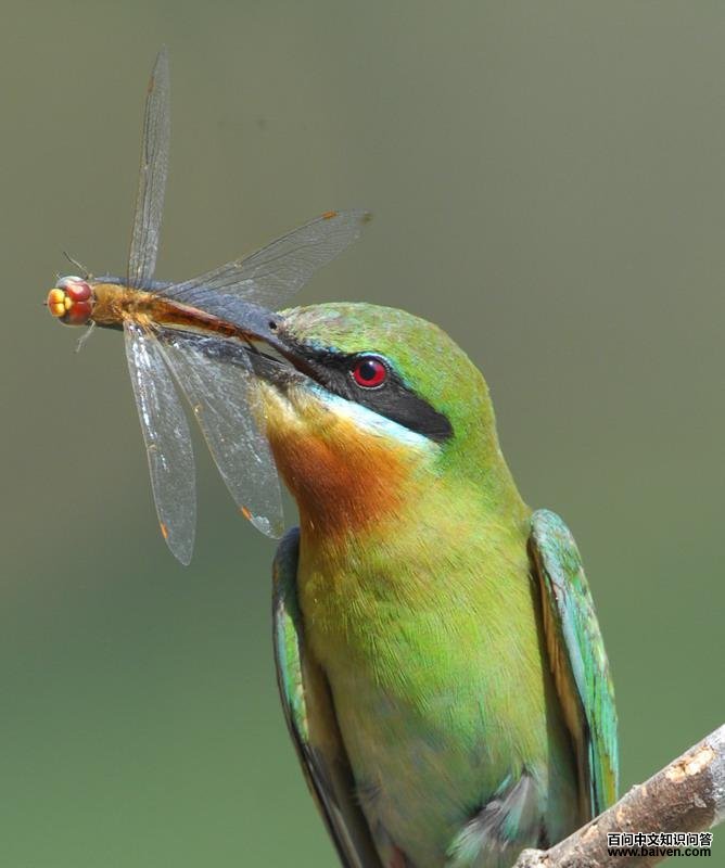 �����仢����������