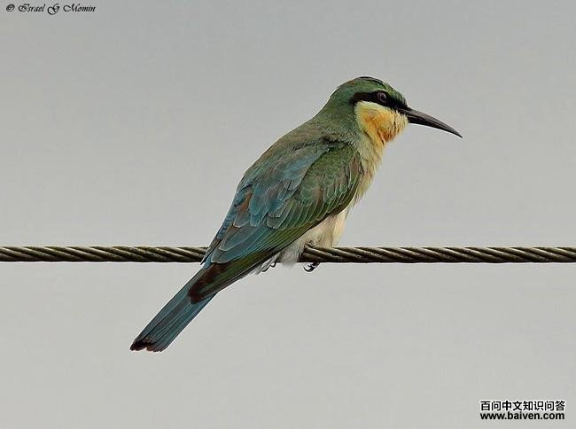 �����仢������