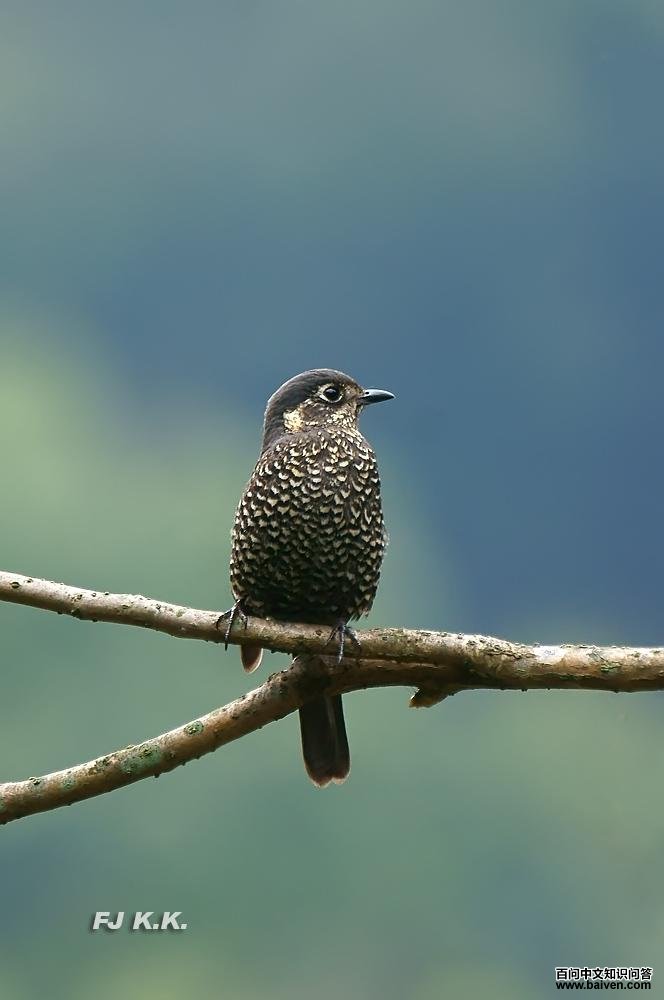 ������������ӰFJKK