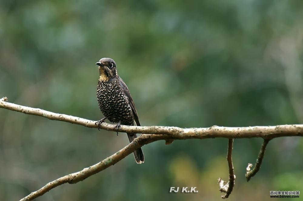 ������������ӰFJKK