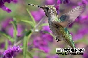 栗腹蜂鸟 栗腹蜂鸟的图片