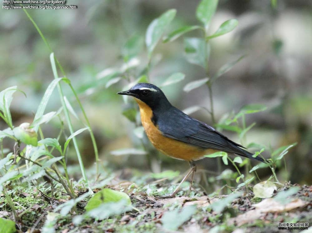 栗腹歌鸲 栗腹歌鸲的图片