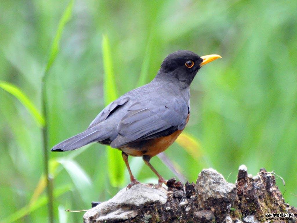 栗腹鸫 栗腹鸫的图片