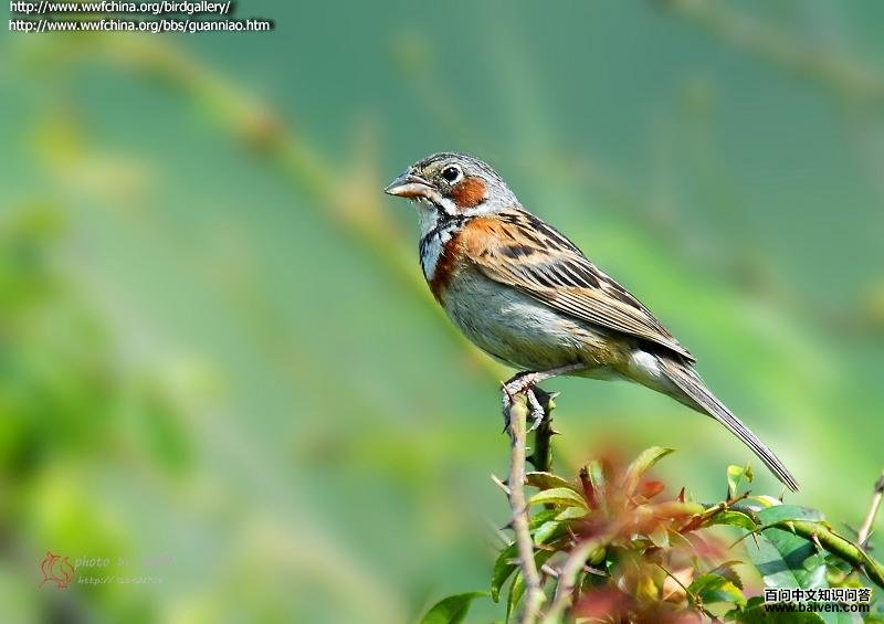 栗耳鹀 栗耳鹀的图片