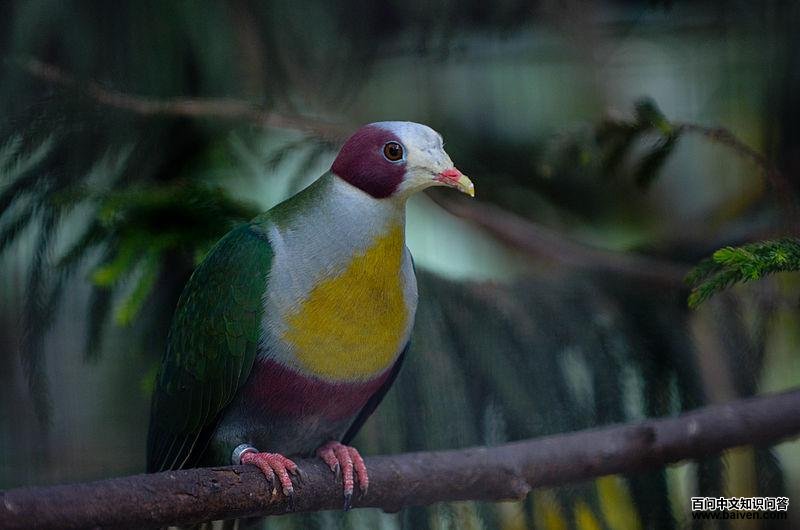 ��������ͼƬ