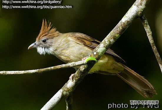 白喉冠鹎 白喉冠鹎的图片