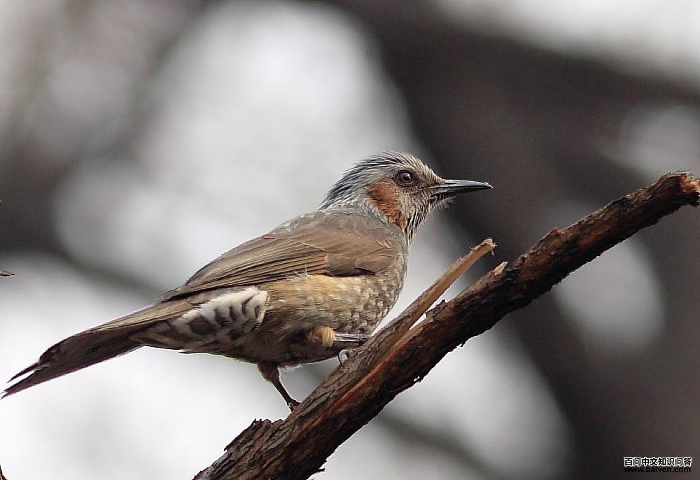 栗耳短脚鹎 栗耳短脚鹎的图片