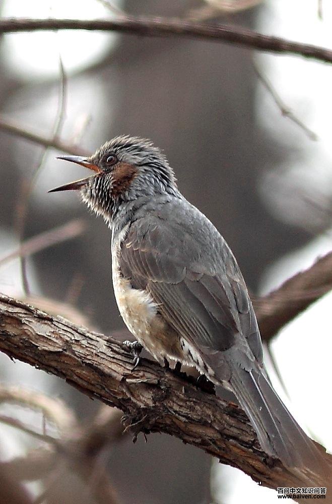 �����̽��ǡ����ߣ��Ա��˲�����2011�ꡣ������˳��