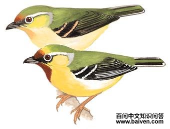 栗额鵙鹛 栗额鵙鹛的图片