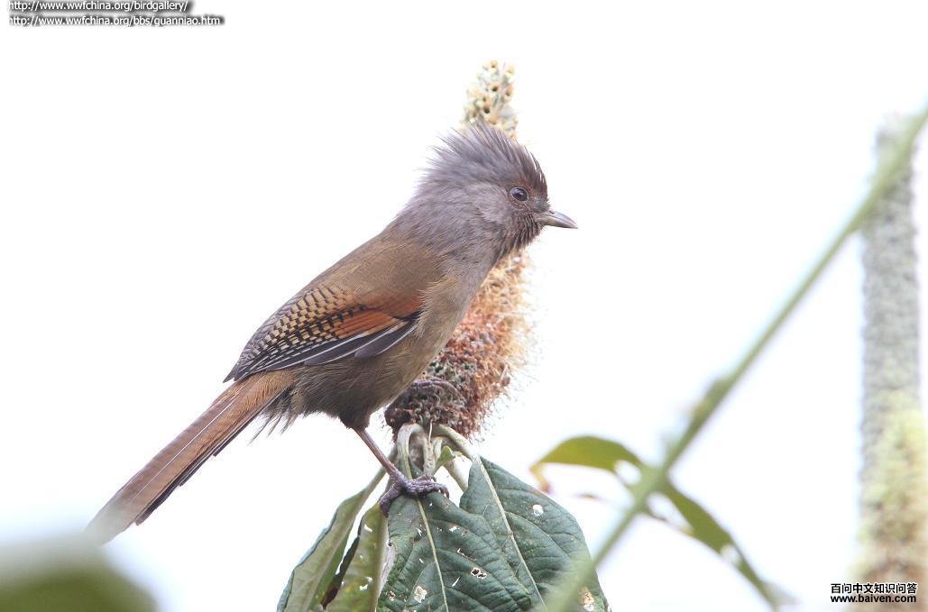 ����߳��̵�ͼƬ