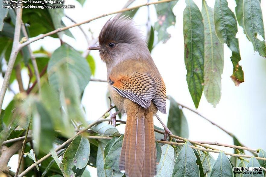 ����߳���