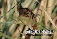 ������βȸ��ͼƬ