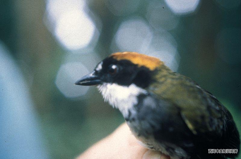 栗顶薮雀 栗顶薮雀的图片