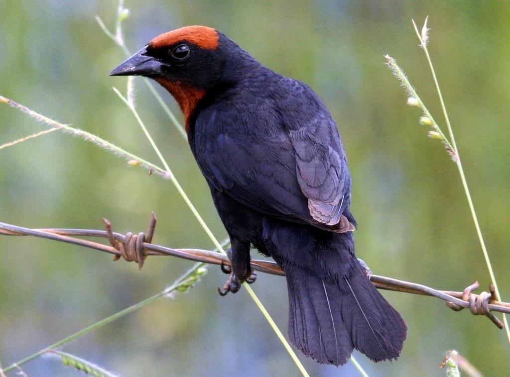 ��������ͼƬ