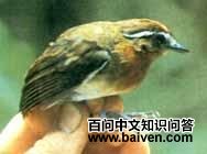 ����ʳ�����ͼƬ