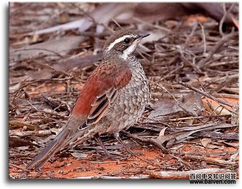 ������ͼƬ