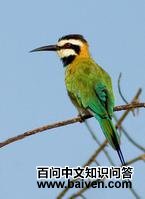 白喉蜂虎 白喉蜂虎的图片