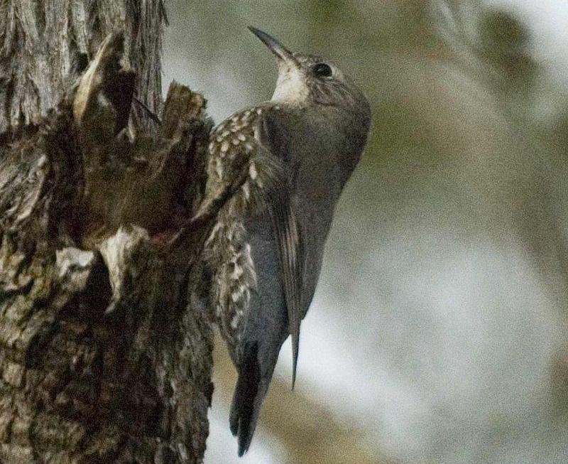 �׺�������ľȸ��ͼƬ