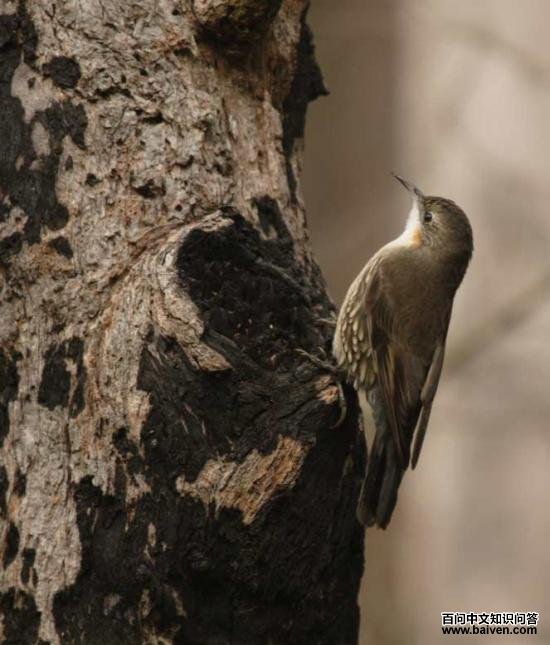 �׺�������ľȸ