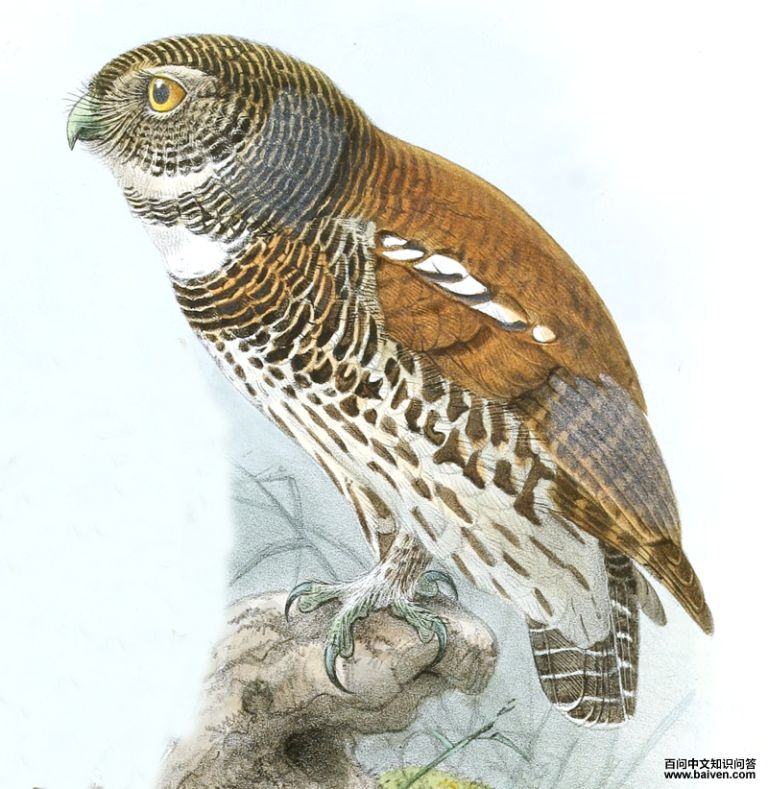 栗背鸺鹠 栗背鸺鹠的图片