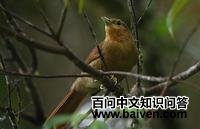 栗翅拾叶雀 栗翅拾叶雀的图片