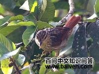 ���ṳ��ȸ��ͼƬ