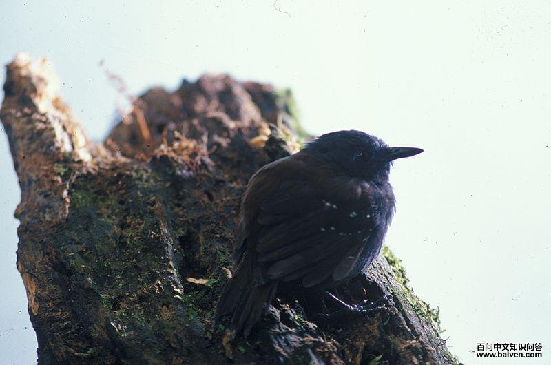 ���������ͼƬ