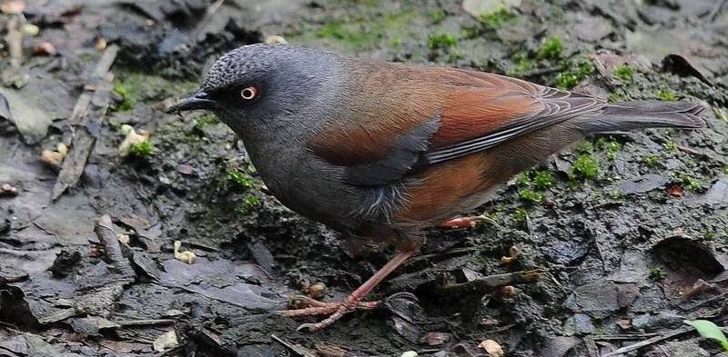 栗背岩鹨 栗背岩鹨的图片