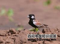 栗背雀百灵 栗背雀百灵的图片