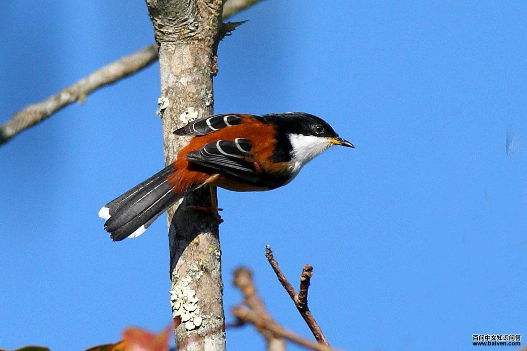 �������̵�ͼƬ