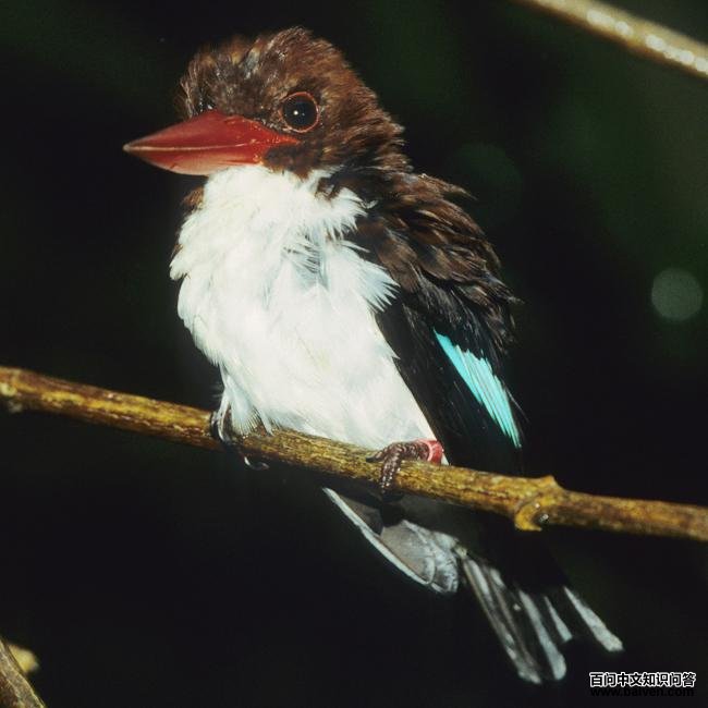 栗背翡翠 栗背翡翠的图片