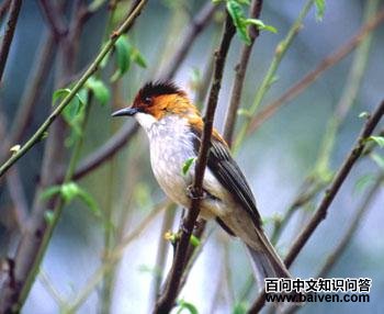 �����̽��ǣ������ɫ