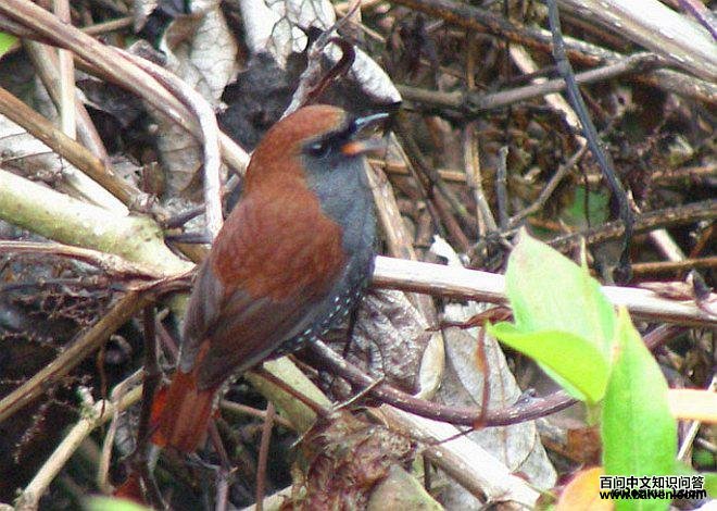 �����̳��