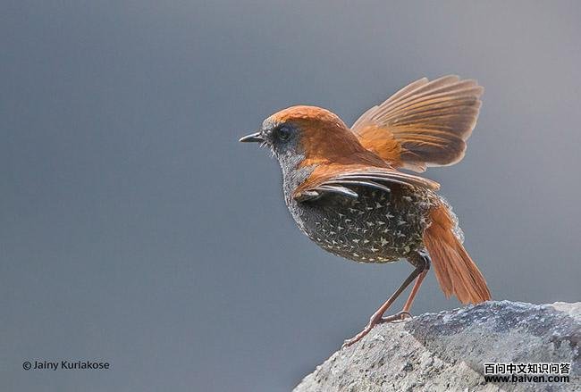 �����̳��