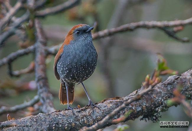 �����̳���ͼƬ