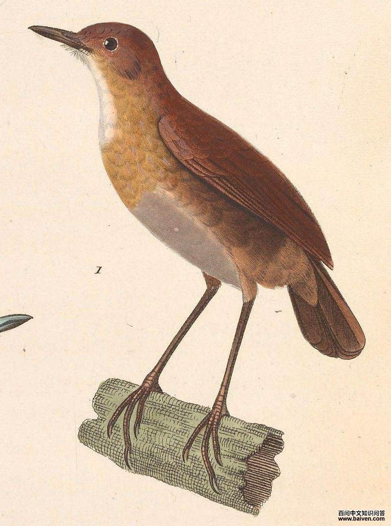 白喉短翅鸫 白喉短翅鸫的图片