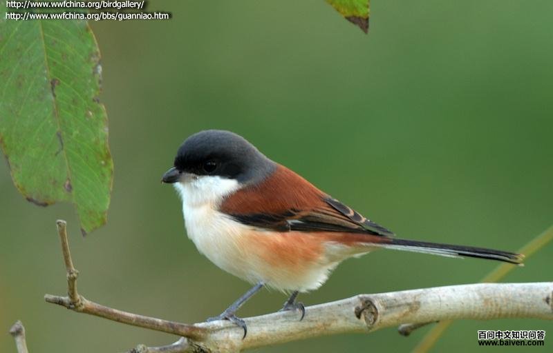 �������͵�ͼƬ