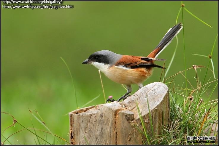 �������ͣ�����