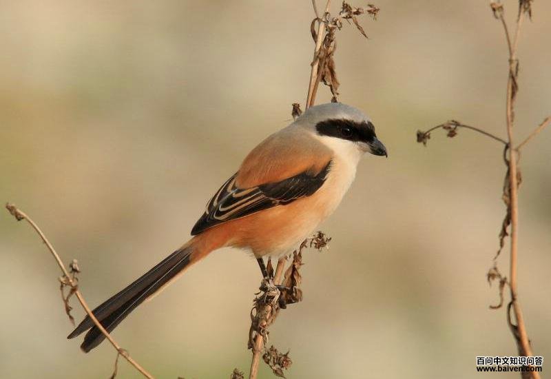 �ر�����