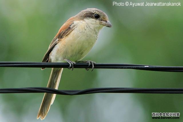 �������ͣ�����