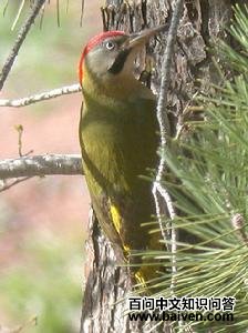 ��������ľ��