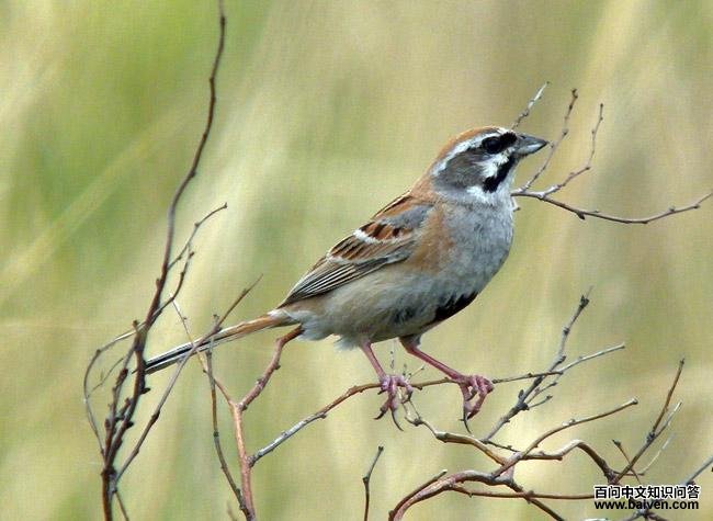 ���߸��c��ͼƬ