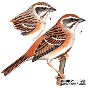 ���߸��c����̬����ͼ