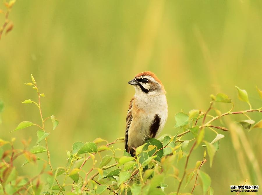 ���߸��c����Ӱ��ɶ��ɶ