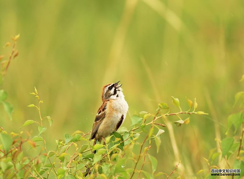 ���߸��c����Ӱ��ɶ��ɶ